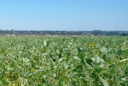 Durante colheita, funcionários de fazenda encontram cadáver na plantação de soja em MS