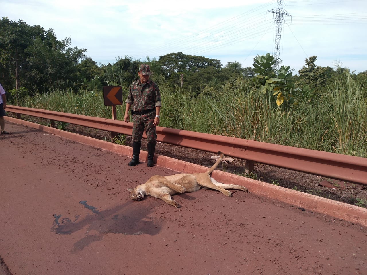 Polícia Militar Ambiental de Corumbá encontra onça-parda adulta morta por atropelamento na rodovia BR 262