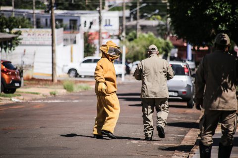 Abelhas atacam moradores e bandido trapalhão que tentou invadir casa em Campo Grande