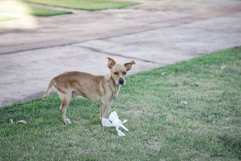 Homem é socorrido depois de ser esfaqueado ao defender cachorro