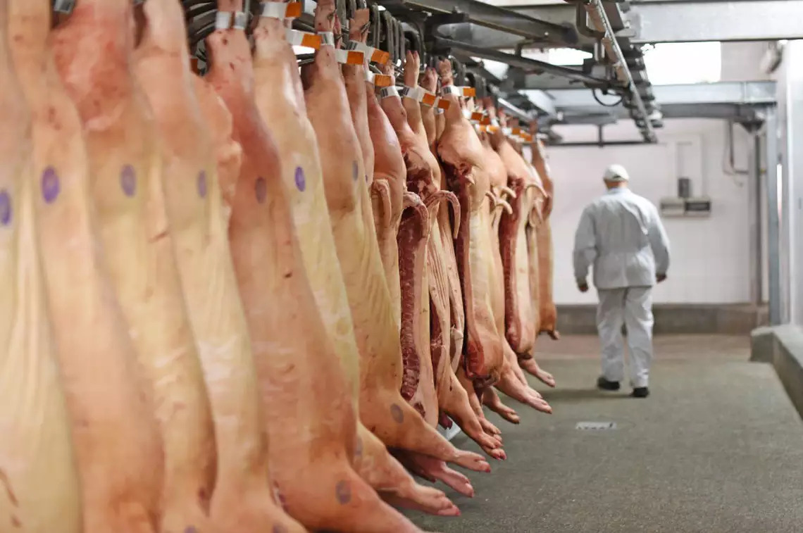 MS atinge recorde na exportação de carne suína em 2021