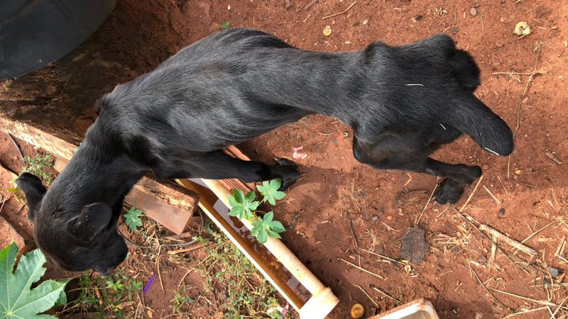 Homem é preso em flagrante por maus tratos contra animal