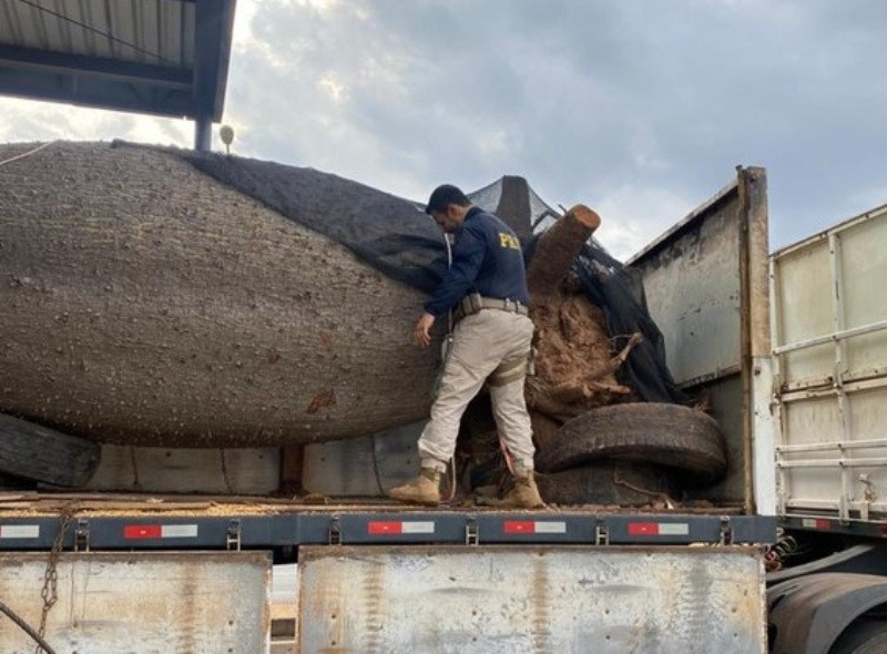 Caminhão transportando troncos de árvore levava 158 quilos de cocaína