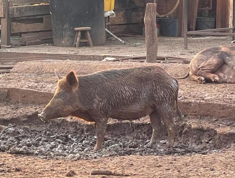 Douradense é multado por criar espécie proibida no Brasil