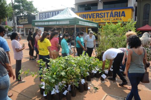 Imam distribui mais de 500 mudas na praça Antônio João