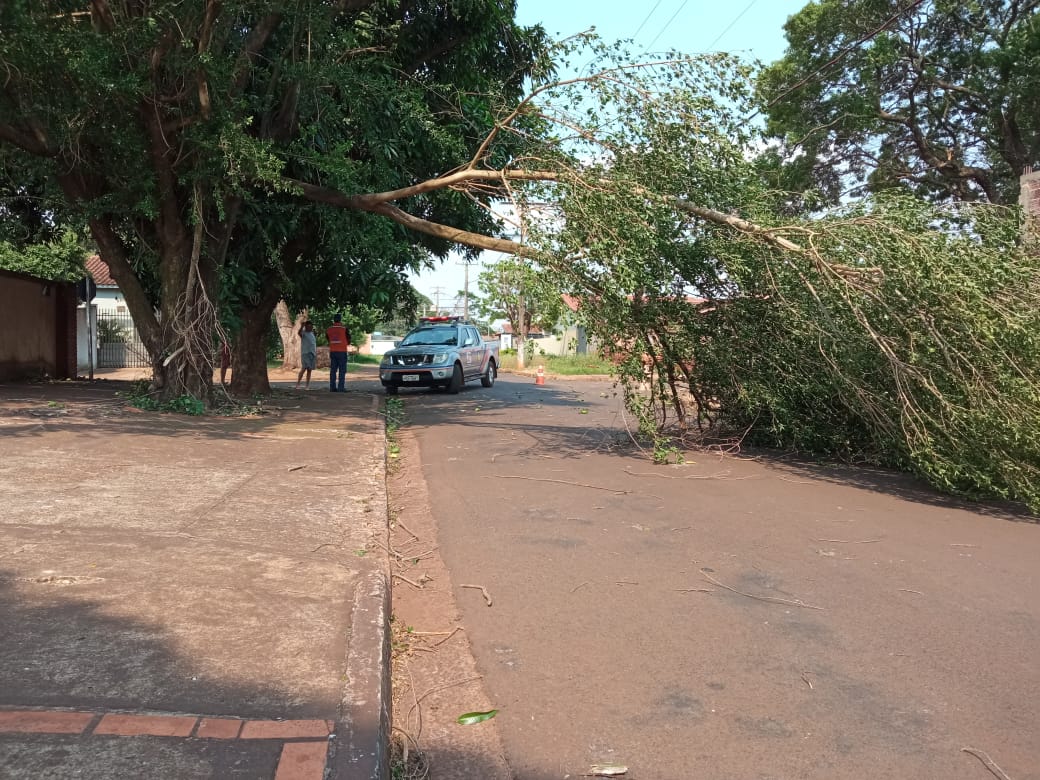 Chuva derruba 15 árvores em Dourados