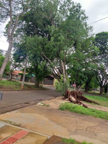 Força tarefa da Prefeitura de Dourados retira 190 árvores caídas