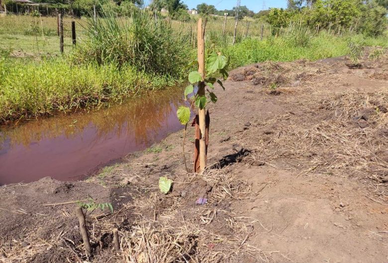 Ação pretende plantar 3 mil mudas nativas às margens de córrego em Dourados