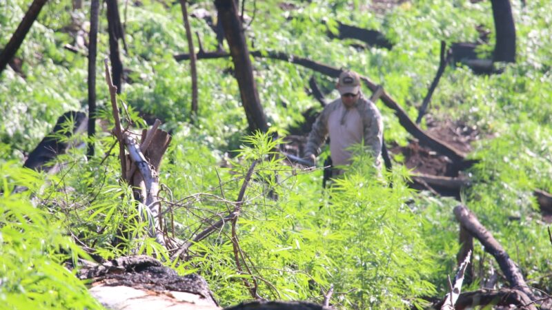 Operação Nova Aliança destruiu quase 700 toneladas de maconha