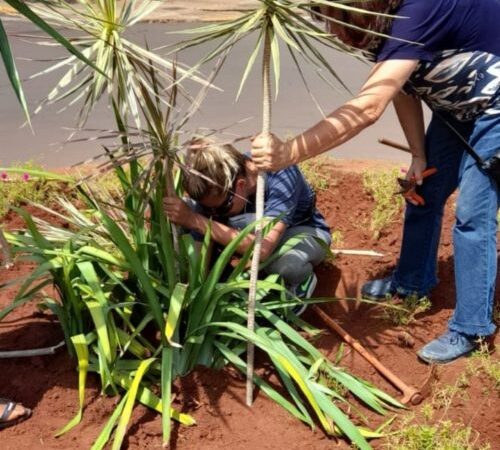 Prefeitura revitaliza plantas dos canteiros centrais