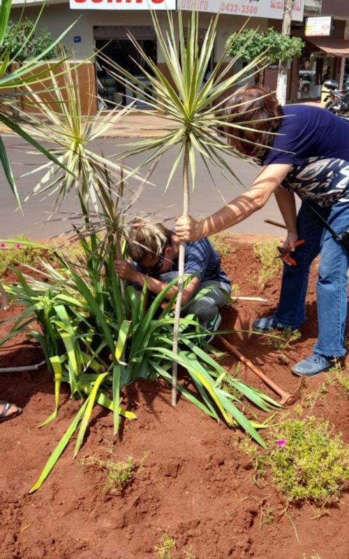 Prefeitura revitaliza plantas dos canteiros centrais