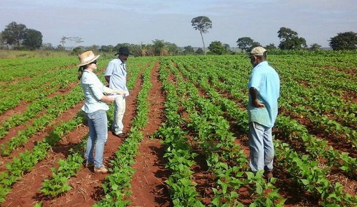 Aldeias indígenas de MS vão receber 137 toneladas de sementes