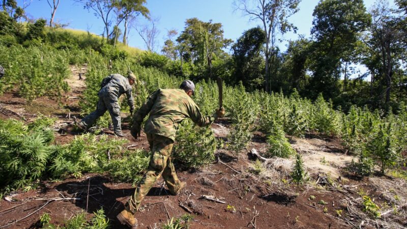 Operação ‘Nova Aliança’ já destruiu 836 toneladas de maconha na fronteira