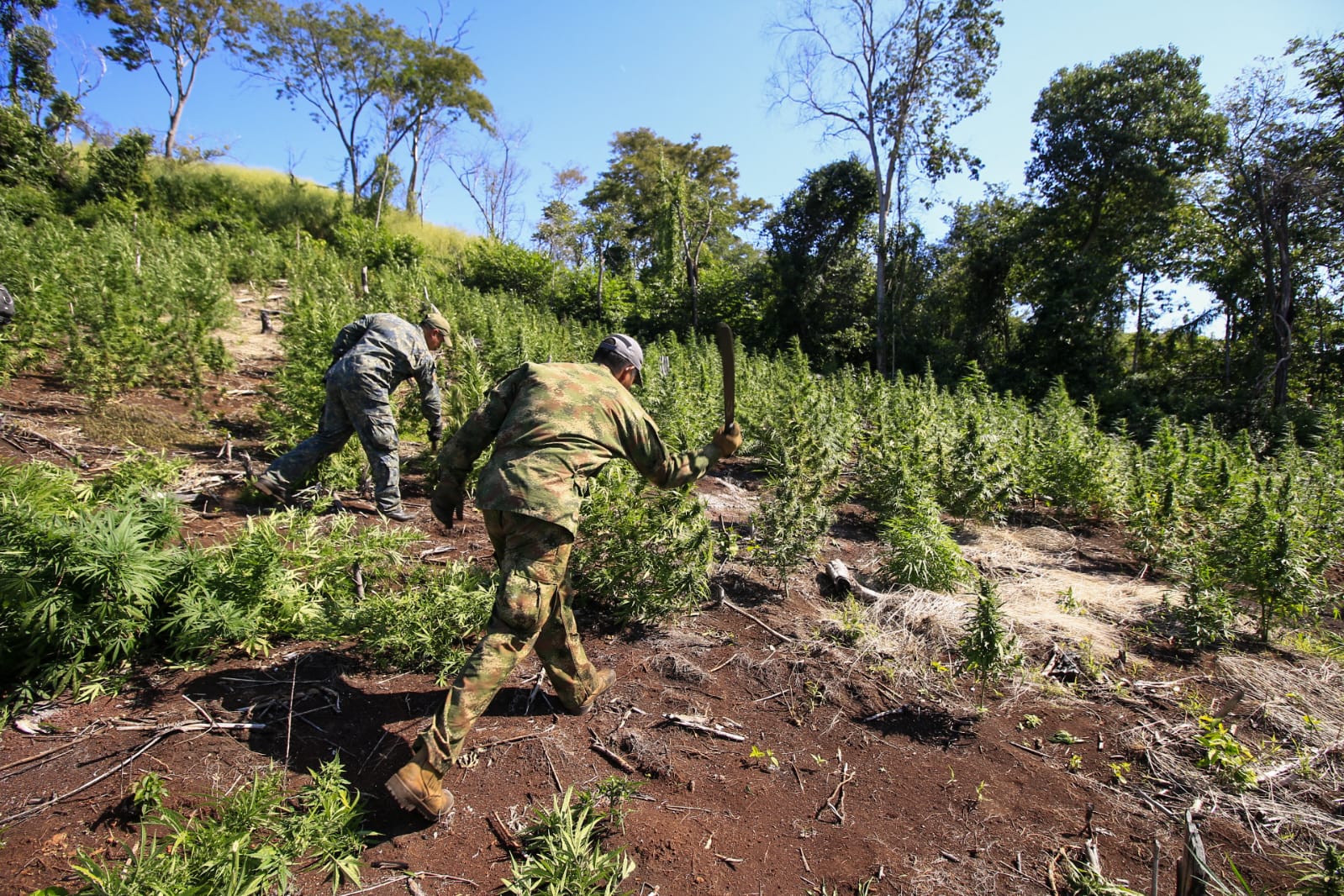 Operação ‘Nova Aliança’ já destruiu 836 toneladas de maconha na fronteira