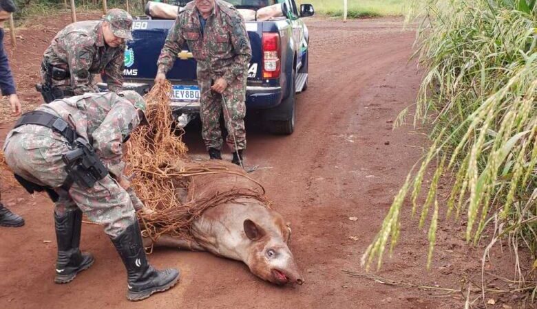 Anta de 250kg é capturada dentro de propriedade particular em Dourados