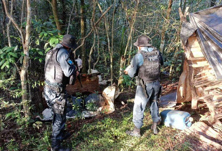 Maconha avaliada em quase R$ 280 mil é apreendida em ‘matinha’