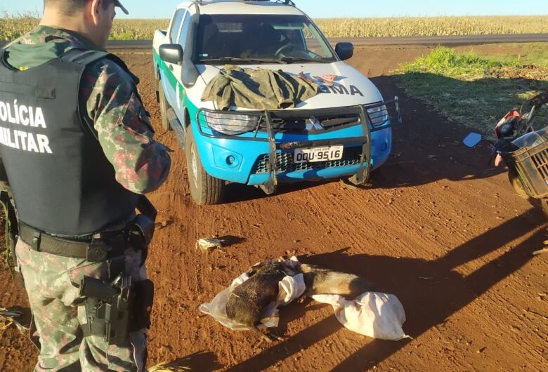 Caçador é preso após ser flagrado transportando catetos abatidos em moto