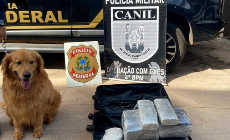 Cão farejador localiza cocaína e mulher é presa em aeroporto de MS