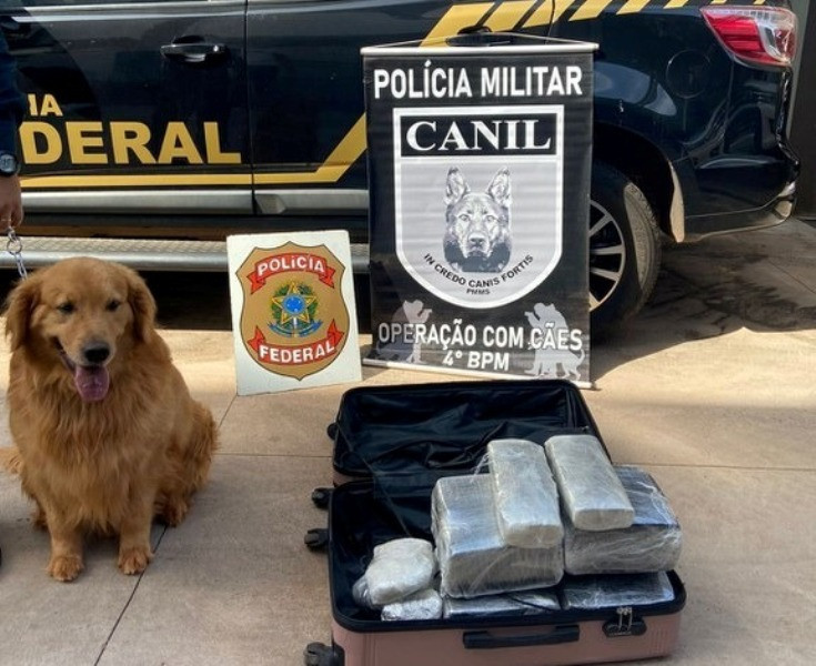 Cão farejador localiza cocaína e mulher é presa em aeroporto de MS