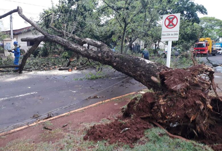 Ventos de mais de 30 km/h derrubam árvore e interdita rua em Dourados