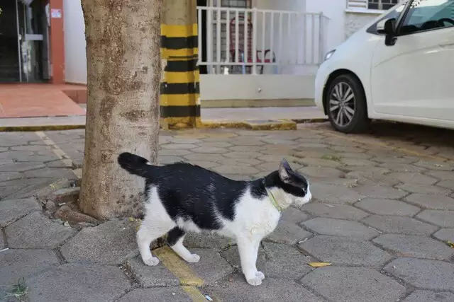 Síndicos agora são obrigados a denunciar maus-tratos contra animais