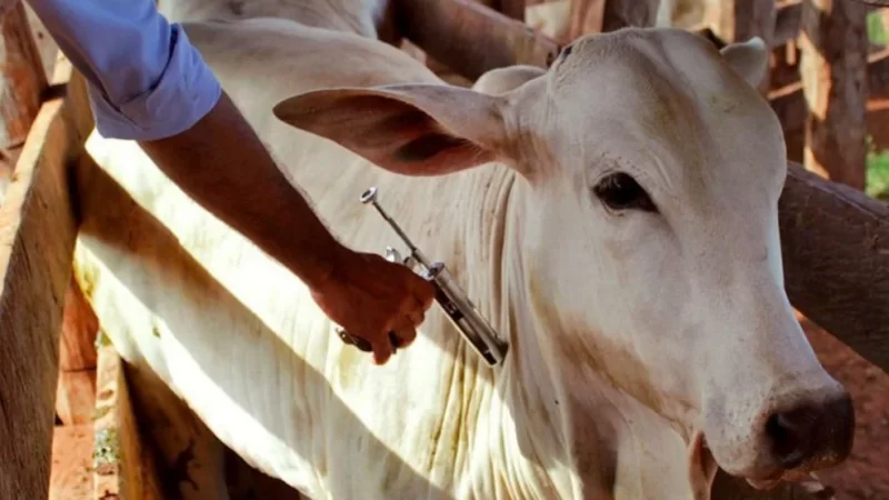 Segunda etapa da vacinação contra febre aftosa começa em novembro