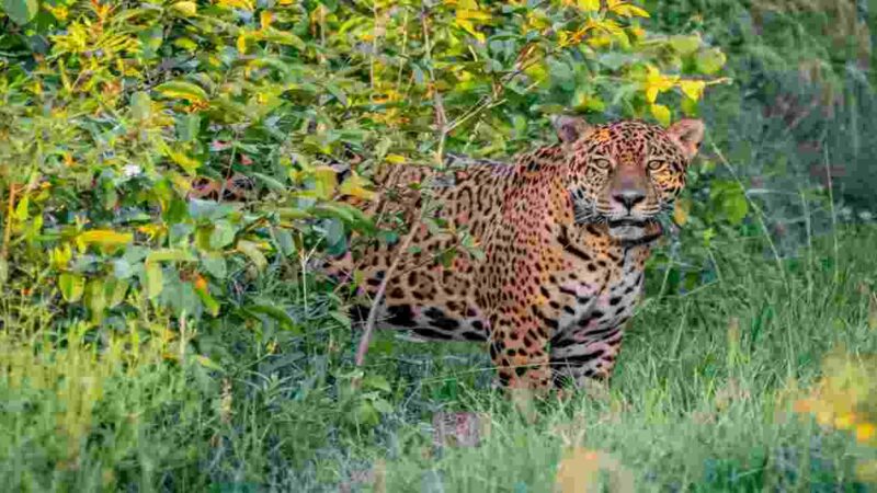 Aparições recorrentes de onças-pintadas encantam, mas também assustam no Pantanal de MS