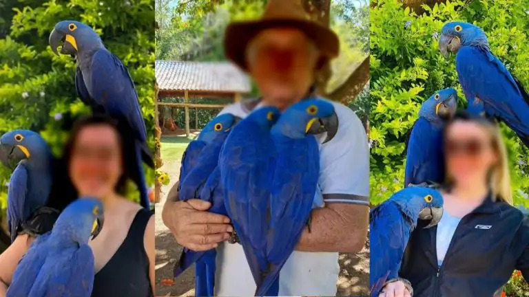 Turistas não podem mais tirar fotos com famosas araras azuis em fazenda de Bonito