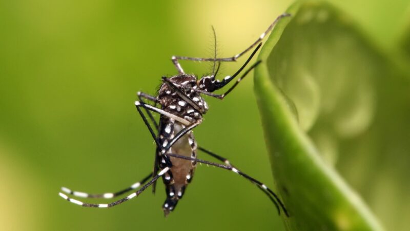 Em período de alerta para dengue, lixões se espalham em Dourados