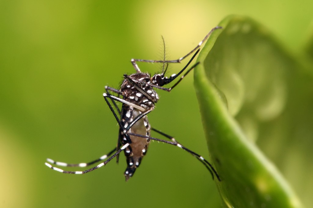 Em período de alerta para dengue, lixões se espalham em Dourados