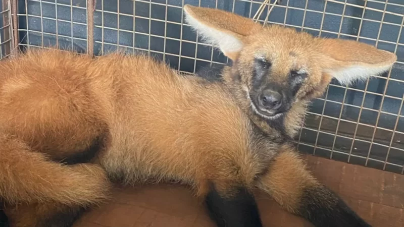 Com as patas feridas, lobo-guará é socorrido após ser atropelado na MS-379