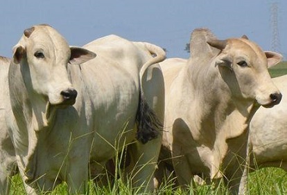 Preço do boi gordo despenca em Dourados e semana fecha negativa no agro