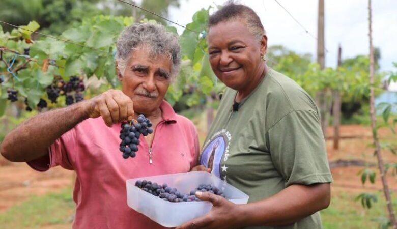 Com a orientação técnica, produtores rurais do MS investem no cultivo da uva