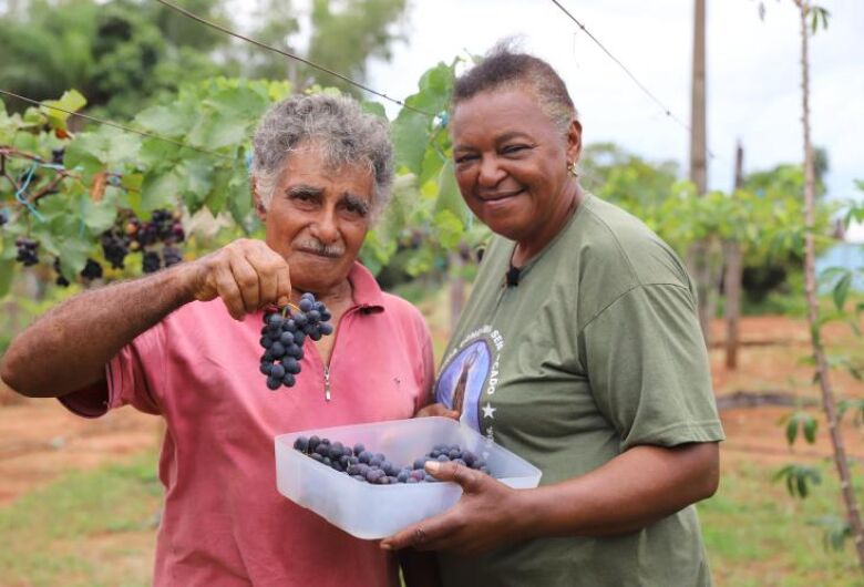 Com a orientação técnica, produtores rurais do MS investem no cultivo da uva