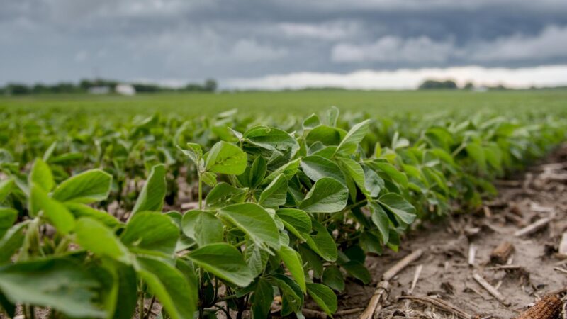 Sem variações; mercado do agronegócio segue com preços fixos em Dourados