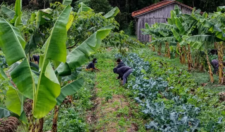 Deputados defendem fortalecimento da agricultura para produção de mais alimentos