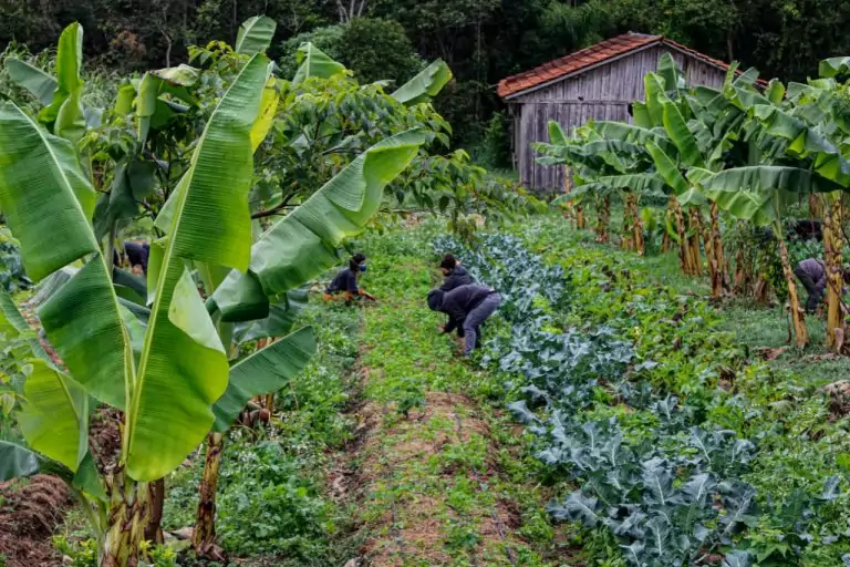 Deputados defendem fortalecimento da agricultura para produção de mais alimentos