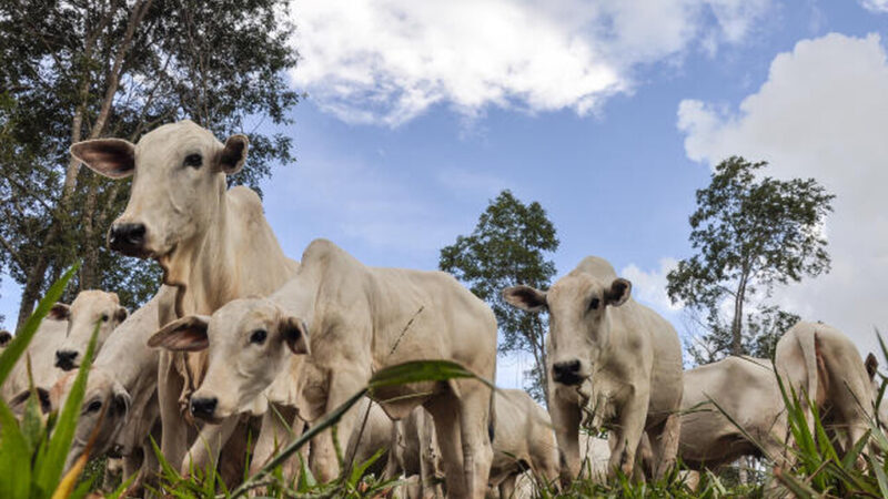 Embargo chinês à carne bovina vai impactar três frigoríficos de MS