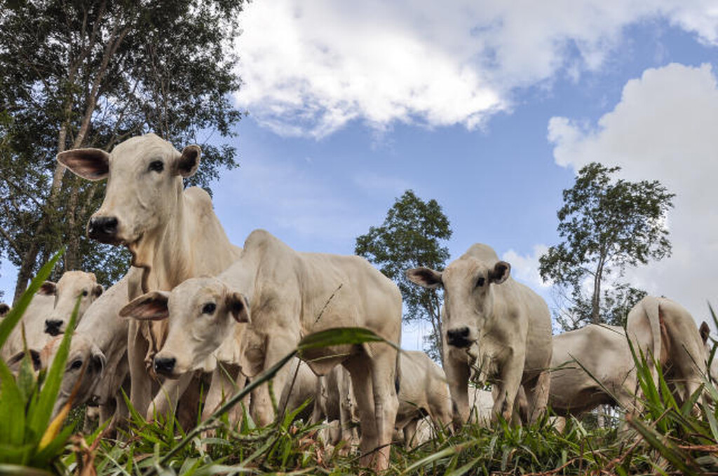 Embargo chinês à carne bovina vai impactar três frigoríficos de MS