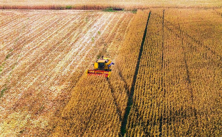 Safrinha de milho deve crescer 5,4% e elevar processamento do grão no Estado