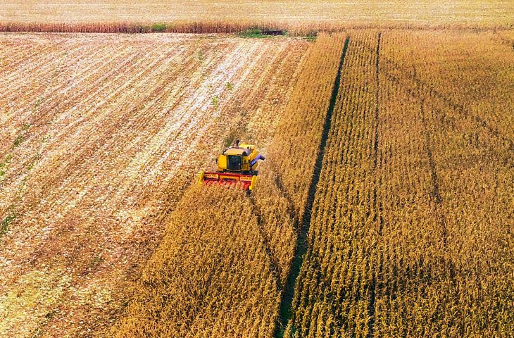 Safrinha de milho deve crescer 5,4% e elevar processamento do grão no Estado