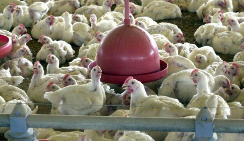 Saiba como proteger aves da doença de Gumboro