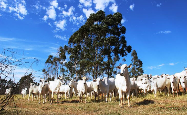 Governo leva para a Dinapec inovações de olho no futuro da agropecuária