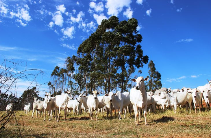 Governo leva para a Dinapec inovações de olho no futuro da agropecuária