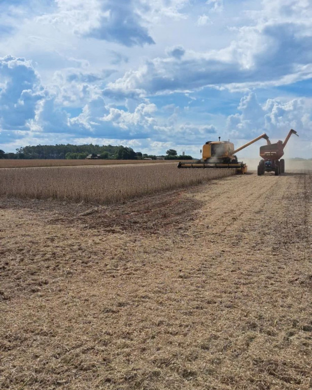 MS eleva estimativa de produtividade da soja, mas chuva preocupa