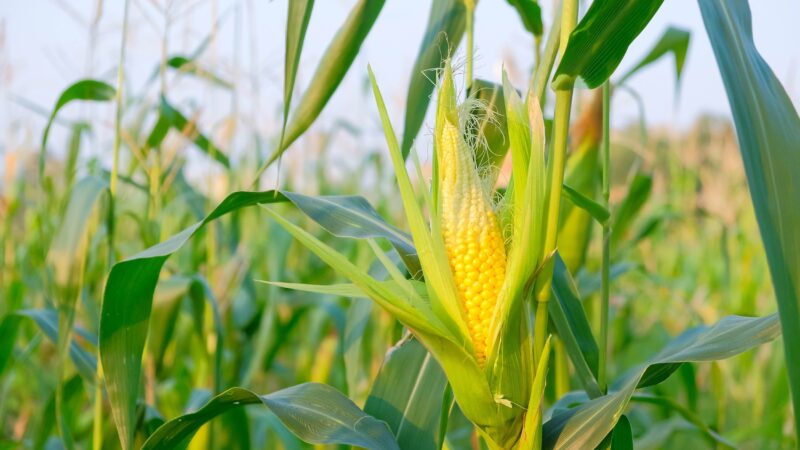 Chuva atrasa plantio do milho e preocupa produtores da região