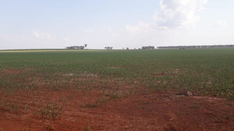 Mato Grosso do Sul plantou 40% do milho fora da janela ideal