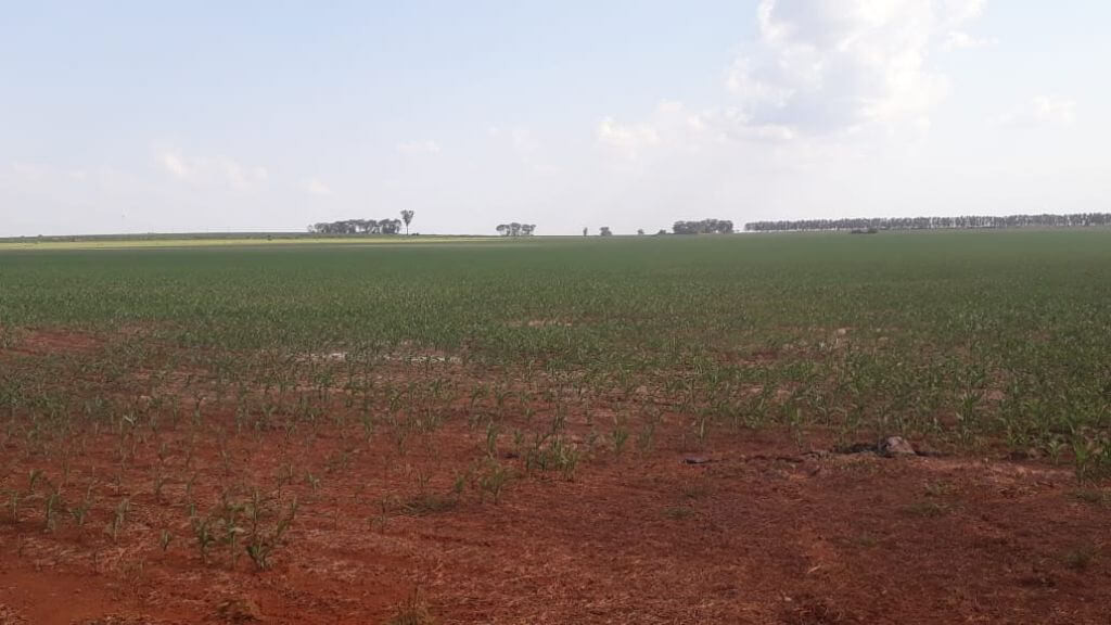 Mato Grosso do Sul plantou 40% do milho fora da janela ideal