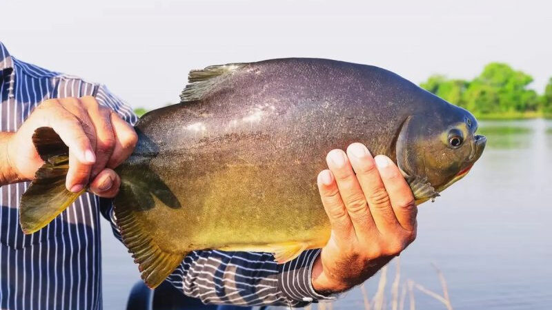 Prefeitura libera pesca no Parque do Lago no feriado do Trabalhador