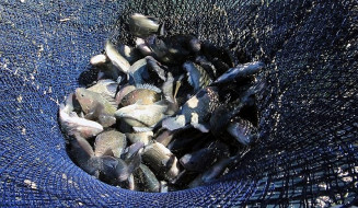 Prefeitura lança projeto ‘Renascer Peixe’ para impulsionar piscicultura em Dourados